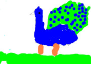 minpins_-_drawing_peacocks_5